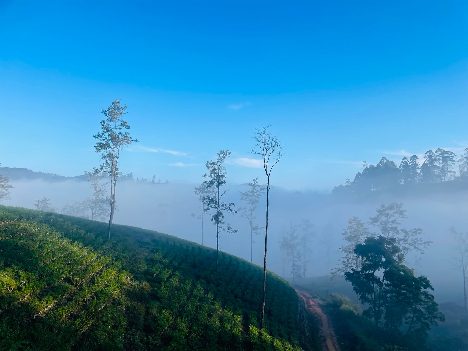 Misty morning